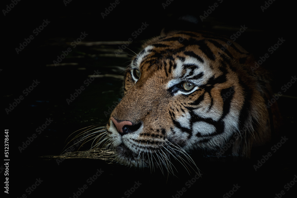 A tiger goes down to hunt in a pond at night.