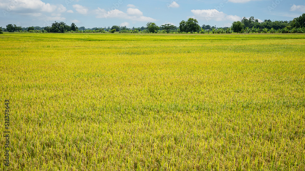 beautiful golden rice field scenery in rural Thailand