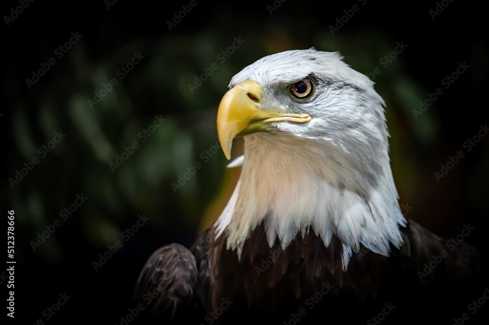 Bald eagle, American bird of prey Bald eagle, American bird of prey