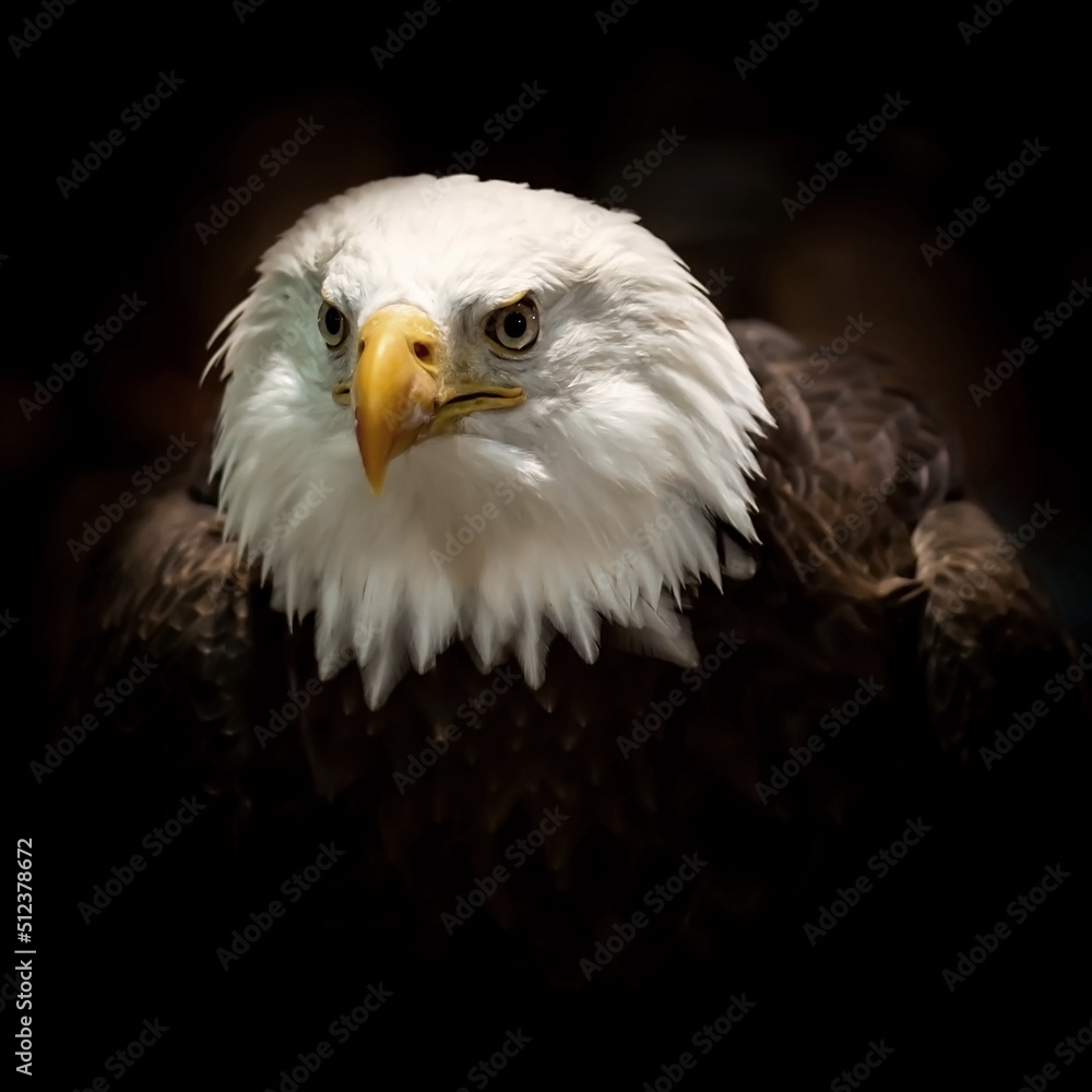 Bald eagle, American bird of prey Bald eagle, American bird of prey
