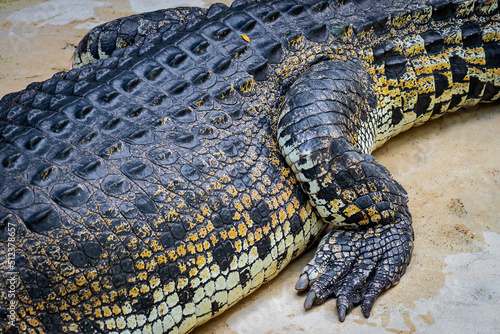 close-up photo of crocodile body