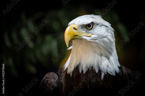 Bald eagle  American bird of prey
