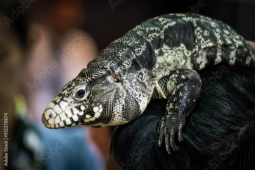 The Argentine black and white tegu (Salvator merianae), also known as the Argentine giant tegu, the black and white tegu, the huge tegu, and the lagarto overo portrait. photo