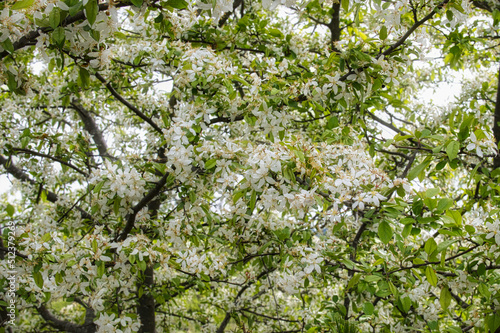 Wallpaper Mural 乗鞍高原・まいめの池周辺のさわやかな6月の風景 Torontodigital.ca