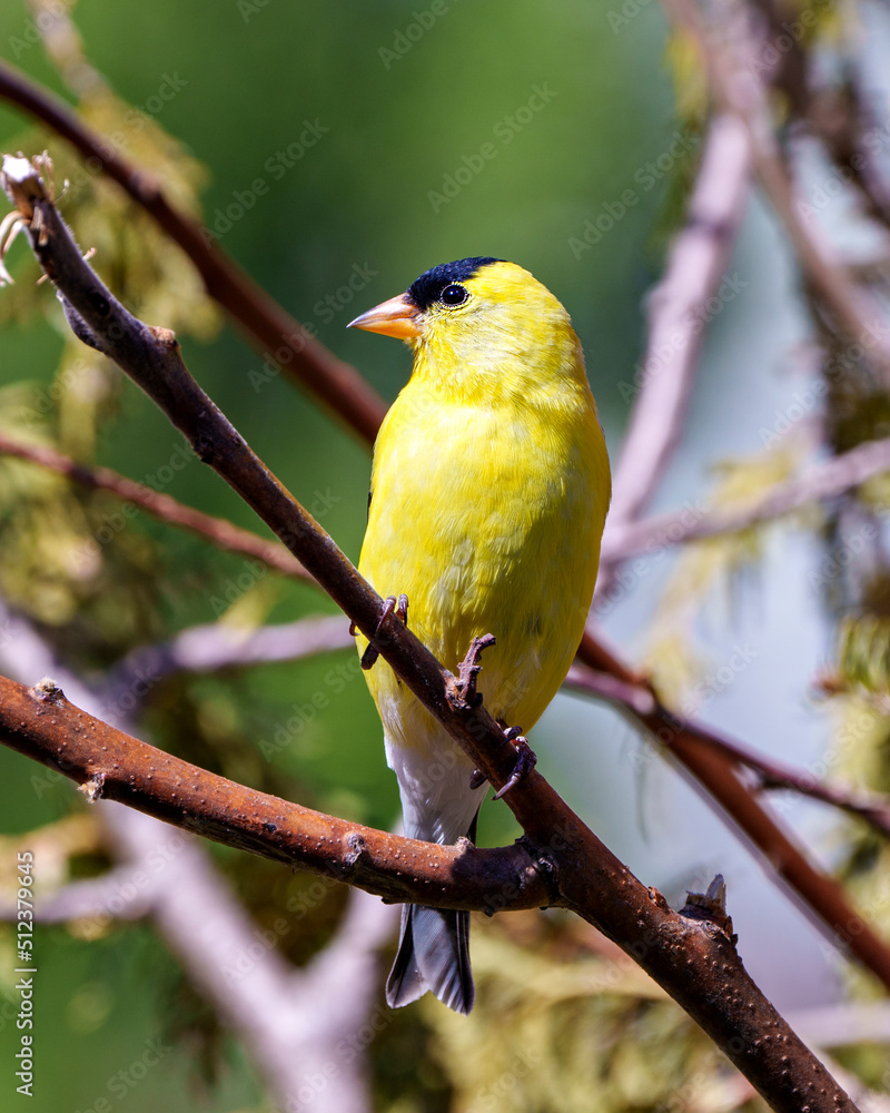 American Goldfinch Photo and Image. Finch close-up perched on a branch with a forest background in its environment and habitat surrounding and displaying its yellow feather plumage. American Goldfinch Photo and Image. Finch close-up perched on a branch with a forest background in its environment and habitat surrounding and displaying its yellow feather plumage.