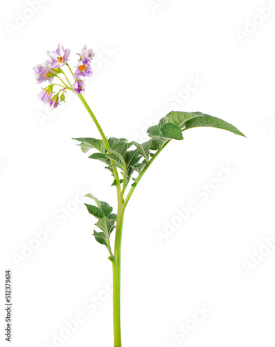 Potato bush with pink flowers isolated on white background. Flowering potato bush. Clipping path.