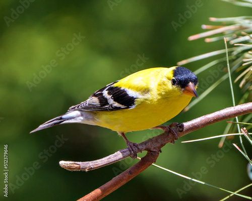American Goldfinch Photo and Image. Finch close-up view, perched on a branch with a soft green background in its environment and habitat surrounding and displaying its yellow feather plumage.