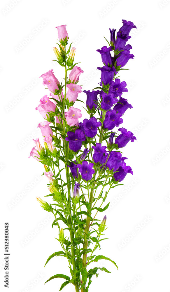 Campanula medium flowers isolated on white background. Bouquet of Canterbury bells or bell flower. Campanula medium flowers isolated on white background. Bouquet of Canterbury bells or bell flower.
