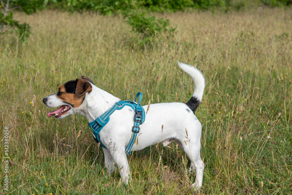 Young Jack Russell terrier in a green field wearing blue harnsess