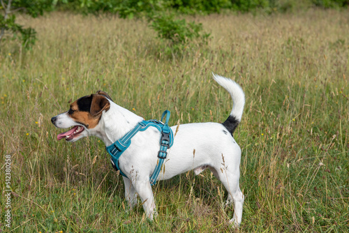 Young Jack Russell terrier in a green field wearing blue harnsess