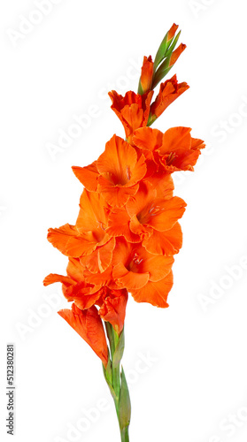 Orange gladiolus flower isolated on white background. Beautiful summer flowers.