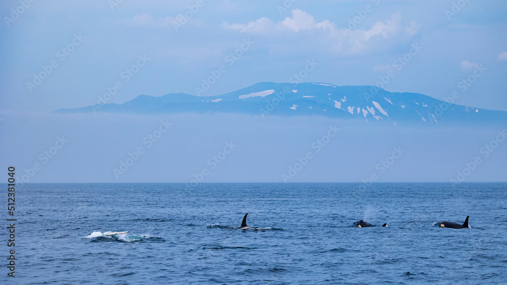 Naklejka premium 残雪の知床岳と野生のシャチの群れ 初夏 北海道