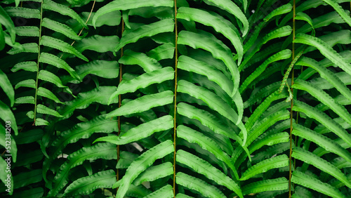 green leaves pattern nature frame forest background.Tropical rainforest foliage plants bushes (ferns, palm, philodendrons and tropic plants leaves) in tropical garden on black background.