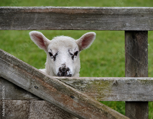 White Lamb at Farm Gate © stevebeaney