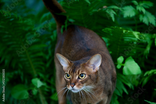 Abissinian cat portrait looking at you photo