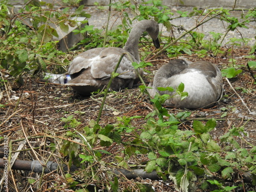 Swans  resting on the riverbank in the city