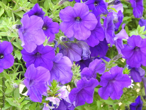 Close up of purple flowers in petals