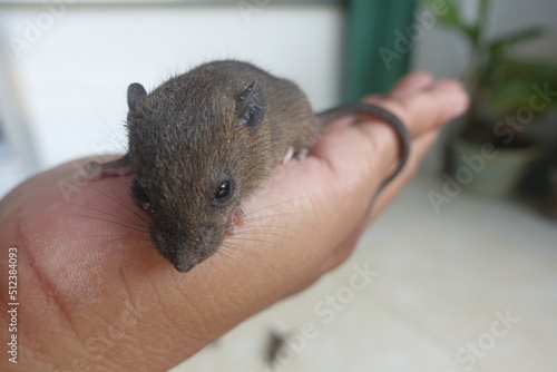 baby mice in the palm of a hand