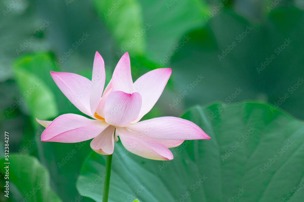 a lotus flower starting to bloom with a lotus leaf background. copy space for environment, greenery, beauty, religion, meditation, yoga and natural. a lotus flower starting to bloom with a lotus leaf background. copy space for environment, greenery, beauty, religion, meditation, yoga and natural.