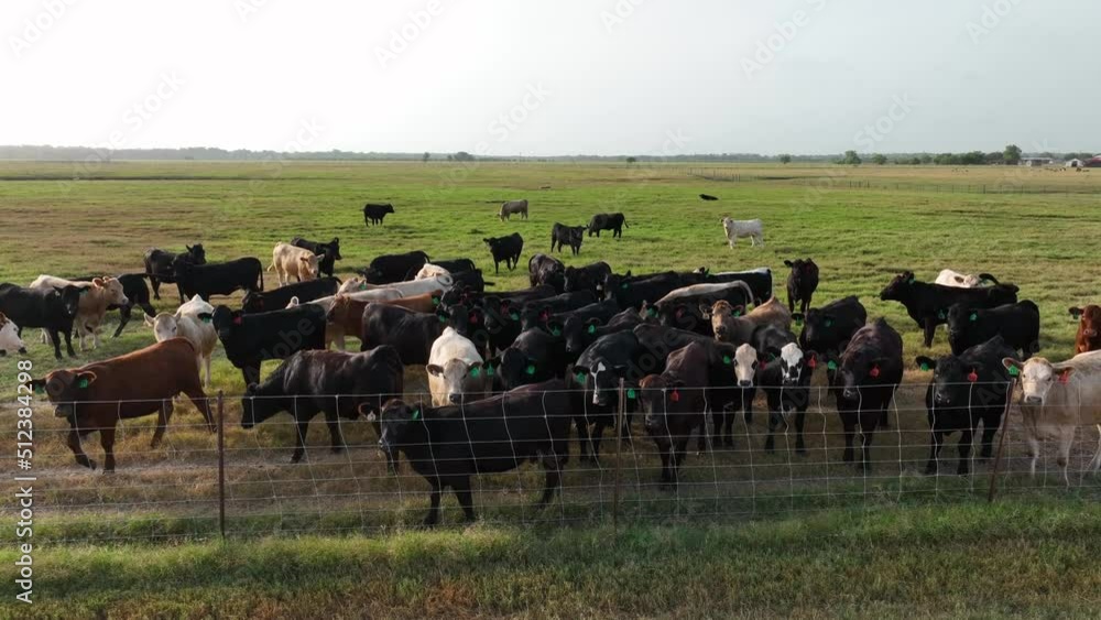 custom made wallpaper toronto digitalHerd of beef cattle grazing on ranch in USA. Rising aerial of meat industry. Ranchers in Texas and Oklahoma raise animals for steak.
