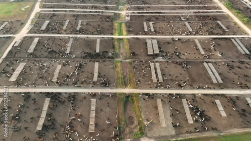 Aerial view of huge cattle concentrated animal feeding operation, CAFO. photo