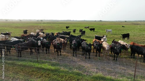 Wallpaper Mural Beef cattle on ranch in USA. Aerial view of ranch during morning sunlight. Fenced in pasture grassland. Torontodigital.ca