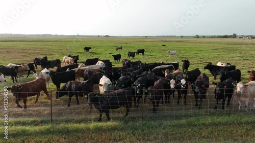 Wallpaper Mural Herd of beef cattle grazing on ranch in USA. Rising aerial of meat industry. Ranchers in Texas and Oklahoma raise animals for steak. Torontodigital.ca
