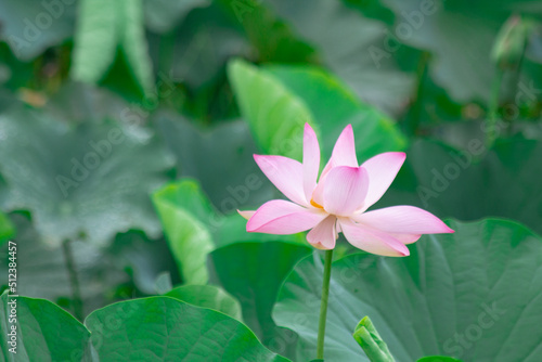 lotus flower blooming in the swamp with green lotus leaf background. copy space for environment  greenery  beauty  religion  meditation  yoga and natural.