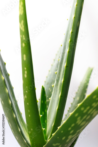 Aloe Vera leaf close-up. They are used in medicine and the perfume industry, as well as in the production of organic cosmetics