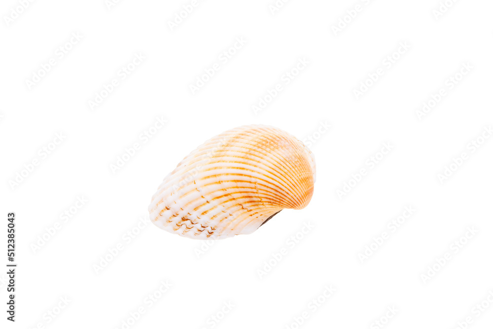 shell isolated on white shell isolated on white