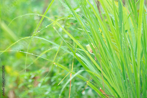 Cymbopogon citratus. Lemongrass is a member of the grass tribe that is used as a kitchen spice to scent food. Lemongrass oil is an essential oil obtained by distilling the top of the plant.