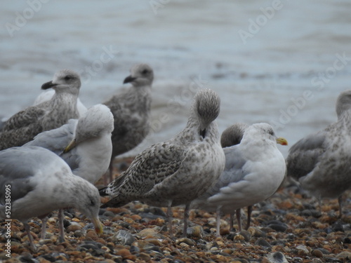 A group of seagulls close up on the beach