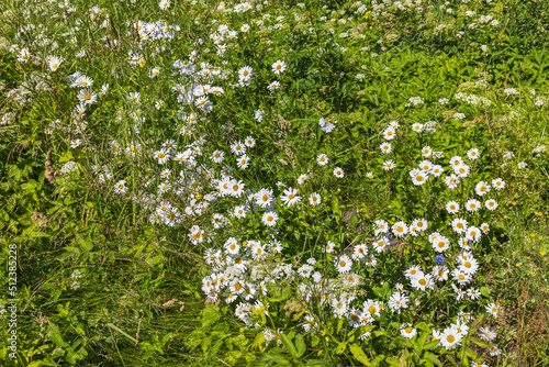 Flowering Oxeye daisy flowers in summer