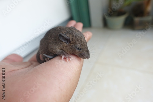 baby mice in the palm of a hand