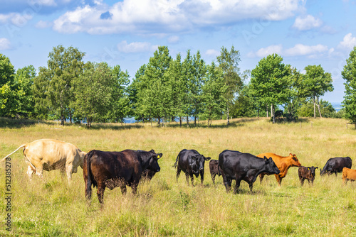 Livestock on a meadow in the summer