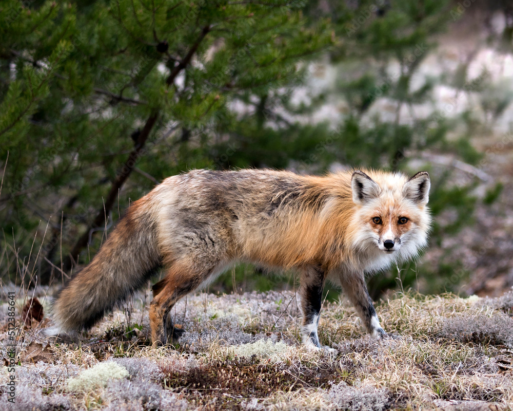 Red Fox Photo Stock. Fox Image.  Close-up profile side view looking at camera with a blur forest background in its environment and habitat.  Picture. Portrait.