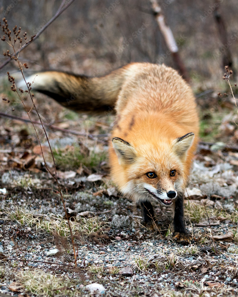 Red Fox Photo Stock. Fox Image. Close-up profile view in the spring season with blur background in its environment and habitat displaying teeth, bushy tail. Picture. Portrait. Photo. Red Fox Photo Stock. Fox Image. Close-up profile view in the spring season with blur background in its environment and habitat displaying teeth, bushy tail. Picture. Portrait. Photo.