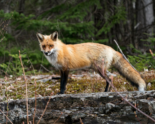 Wallpaper Mural Red Fox Photo Stock. Fox Image.  Close-up profile side view looking at camera with a blur forest background in its environment and habitat.  Picture. Portrait. Torontodigital.ca