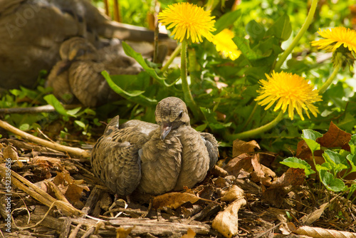 Mourning dove fledgling and family resting in garden bed while bird watching