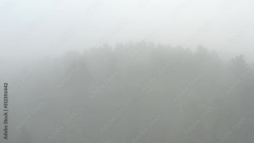Survol d'une forêt sombre sous le brouillard et la brume Survol d'une forêt sombre sous le brouillard et la brume