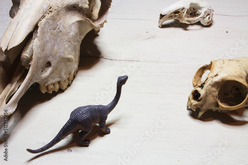 Photography of a diplodocus in white desert with animal skulls