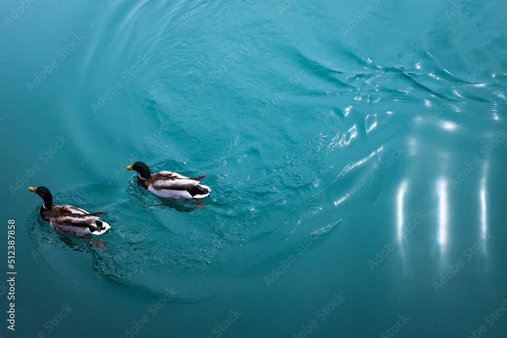 Fototapeta premium Mallard ducks swim in opaque blue water