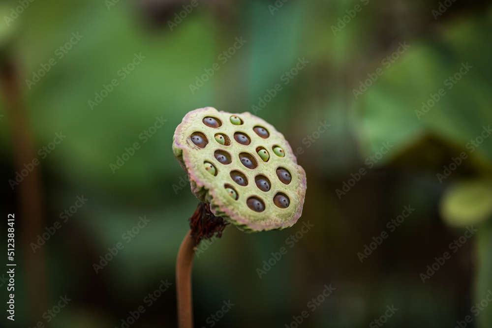 Lotus seed in the garden Lotus seed in the garden