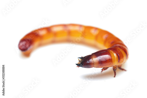 Wireworm or Beatles shit larva (Elateridae), highlighted on a white background. A high-resolution photo. Full depth of field. isolated on white photo