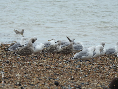 A group of seagulls close up on the beach © Rafal