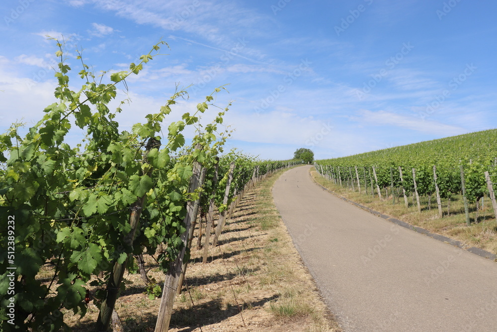 Fahrweg durch einen Weinberg im Frühsommer Weinbau Wein 