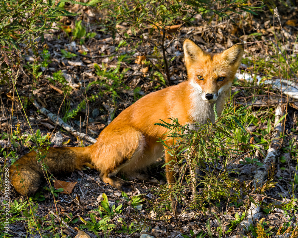 Red Fox Stock Photo and Image. Sitting and basking in the last rays of the setting evening sun in its environment and habitat surrounding with a foliage background. Fox Picture. Red Fox Stock Photo and Image. Sitting and basking in the last rays of the setting evening sun in its environment and habitat surrounding with a foliage background. Fox Picture.