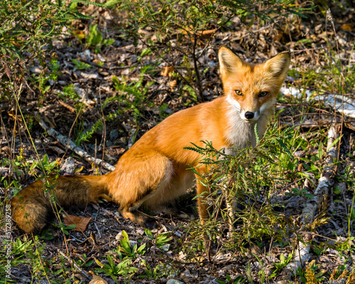 Fotografie Red Fox Stock Photo and Image