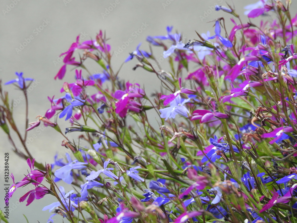 Fototapeta premium Lots of tiny pink and blue flowers