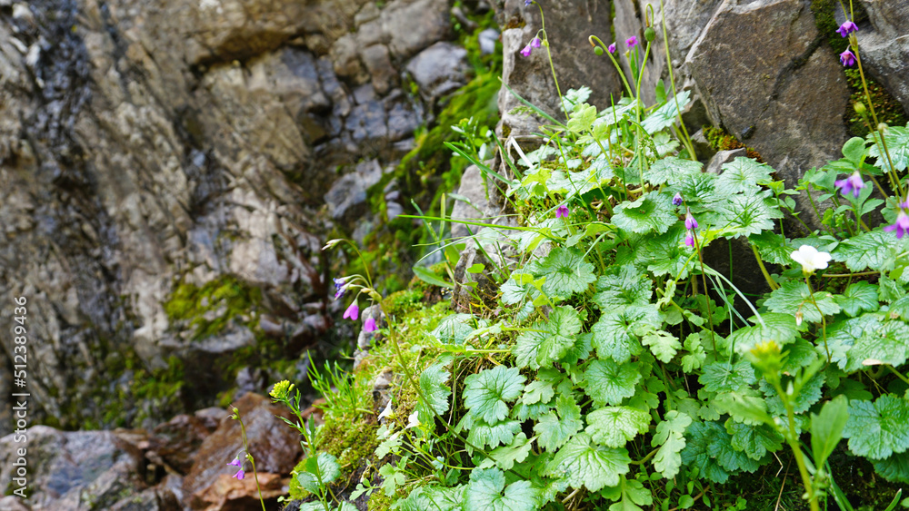 Purple flowers and moss on the rocks of the waterfall. Large leaves covered with drops grow among the moss on the rocks. A small stream flows down the slope. The cascade of the waterfall. Purple flowers and moss on the rocks of the waterfall. Large leaves covered with drops grow among the moss on the rocks. A small stream flows down the slope. The cascade of the waterfall.